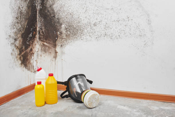 Best Home Mold Removal  in Ainaloa, HI