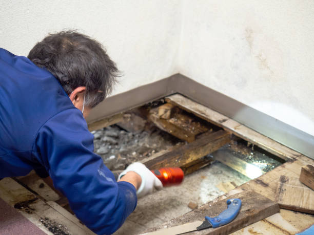 Best Attic Mold Removal  in Ainaloa, HI