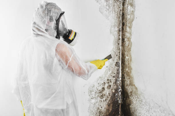 Attic Mold Removal in Ainaloa, HI