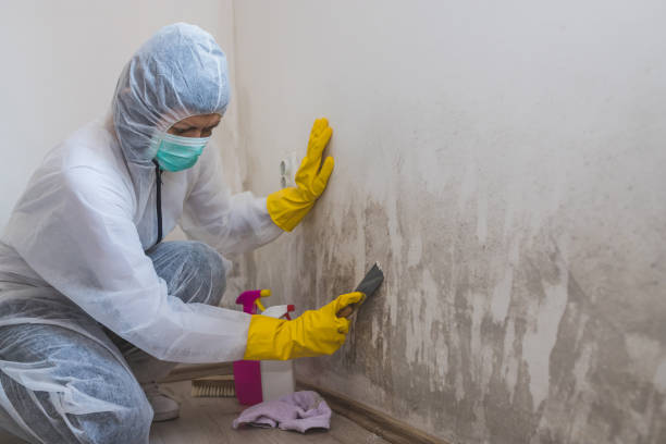 Best Local Mold Removal Service  in Ainaloa, HI