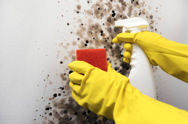 Best Mold Removal Company Near Me  in Ainaloa, HI