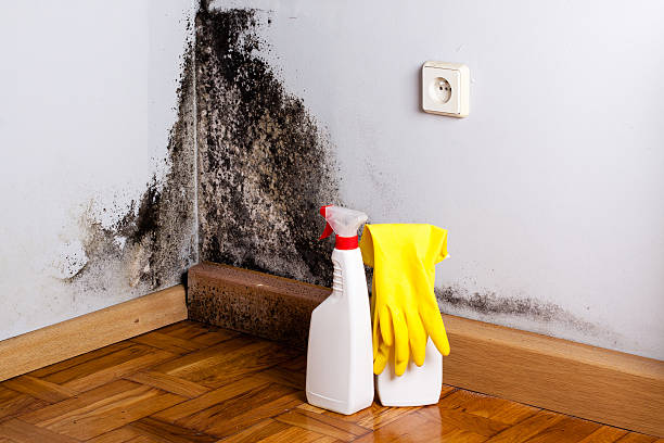 Best Same-Day Mold Removal  in Ainaloa, HI