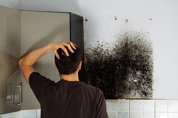 Best Same-Day Mold Removal  in Ainaloa, HI