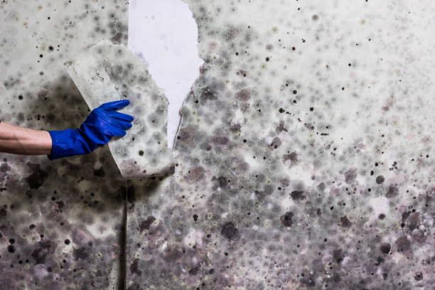 Best Commercial Mold Removal  in Ainaloa, HI