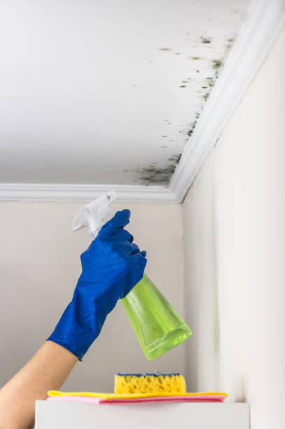 Best Certified Mold Removal  in Ainaloa, HI